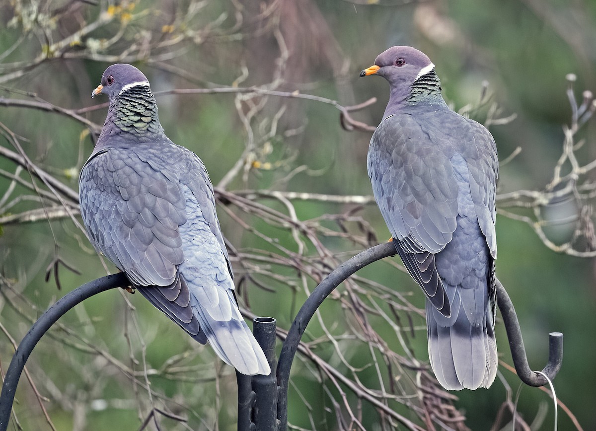 Band-tailed Pigeon - Mary Bucy