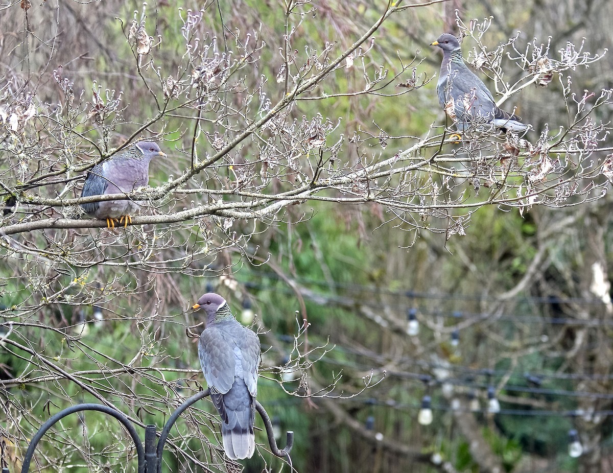 Band-tailed Pigeon - Mary Bucy