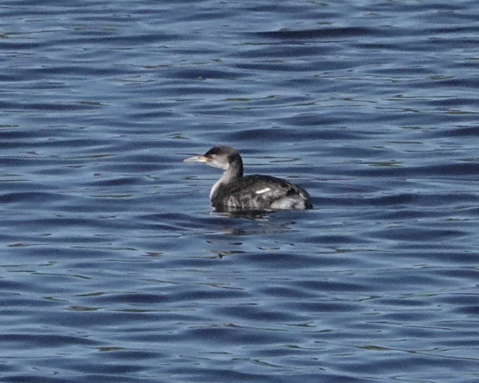 Red-necked Grebe - ML615454133