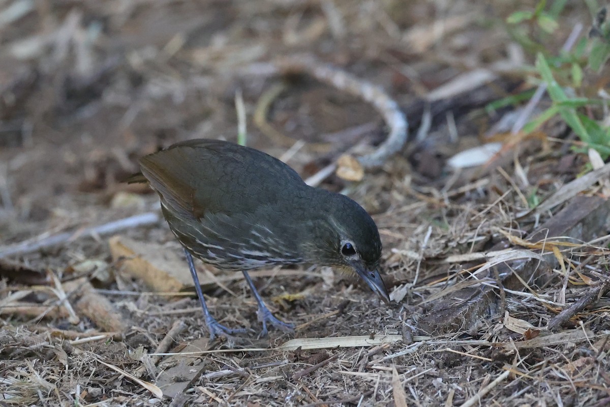 Santa Marta Antpitta - ML615454183