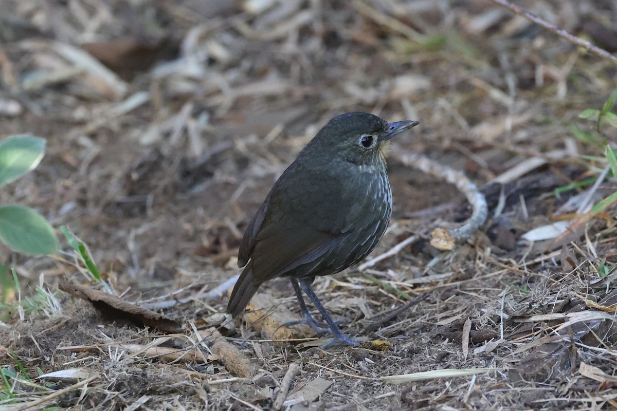 Santa Marta Antpitta - ML615454184