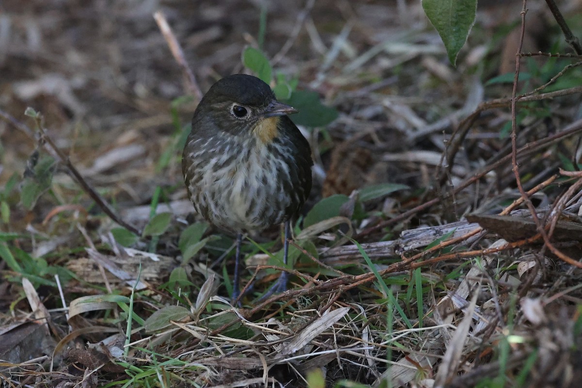 Santa Marta Antpitta - ML615454200