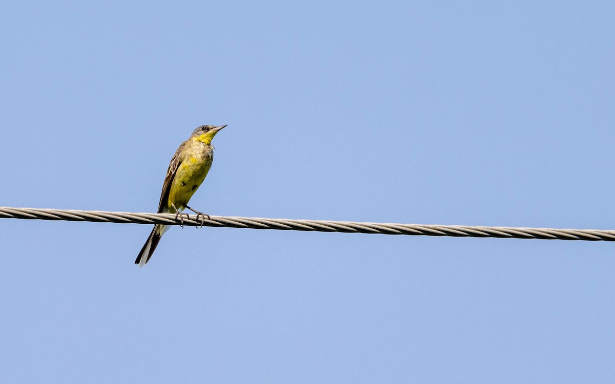 Western Yellow Wagtail - ML615454222