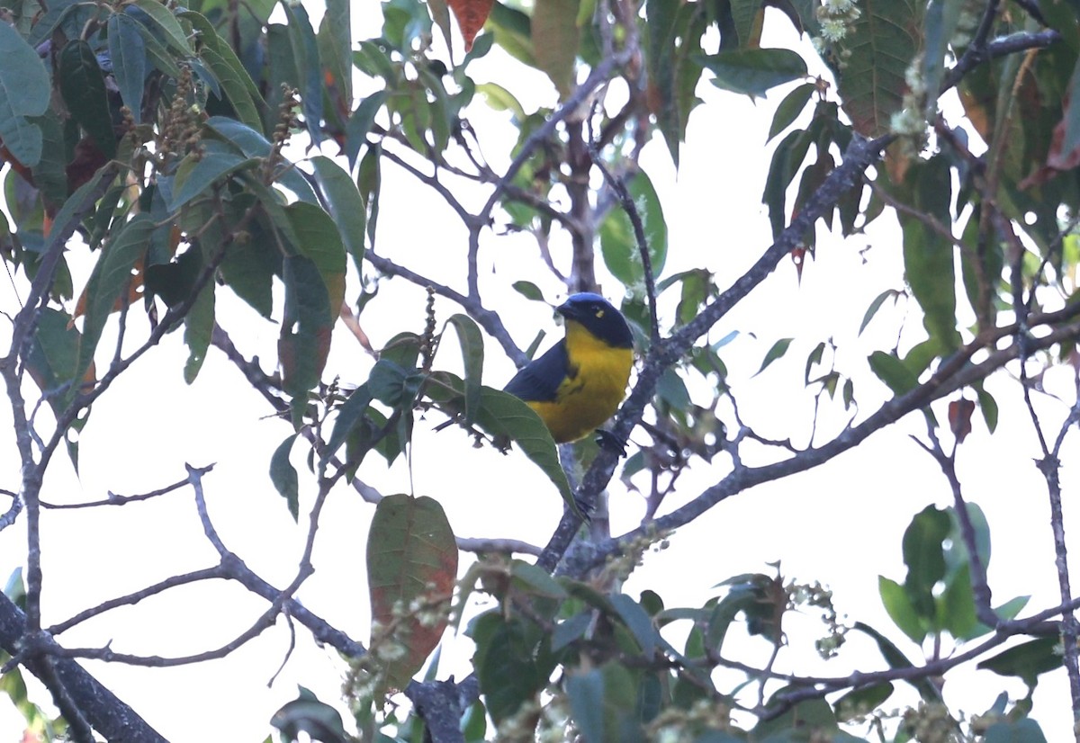 Black-cheeked Mountain Tanager - loretta kao