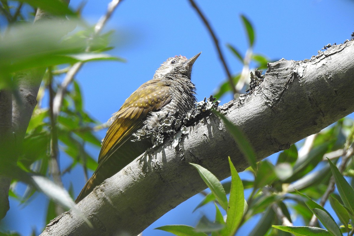 Dot-fronted Woodpecker - ML615454281