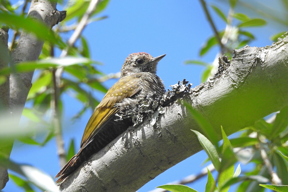 Dot-fronted Woodpecker - Chi-Lien (綺蓮) Hsueh (薛)