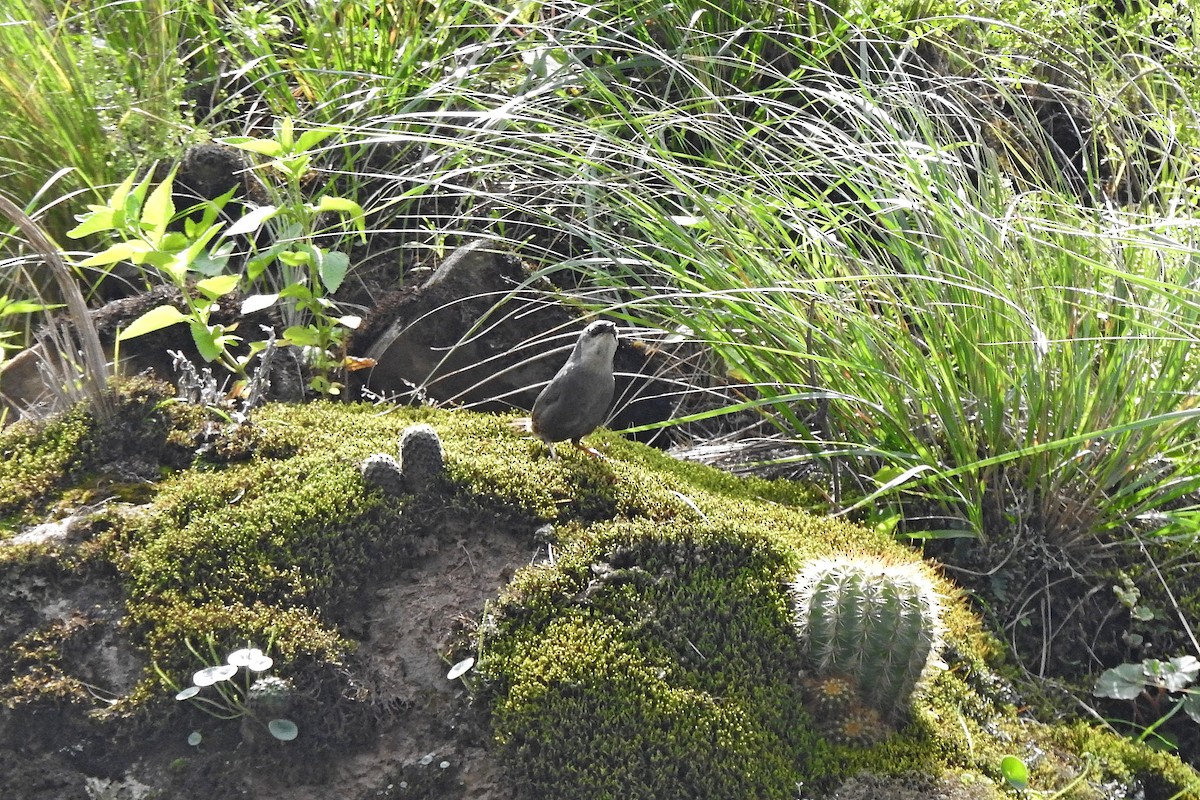 Zimmer's Tapaculo - ML615454283