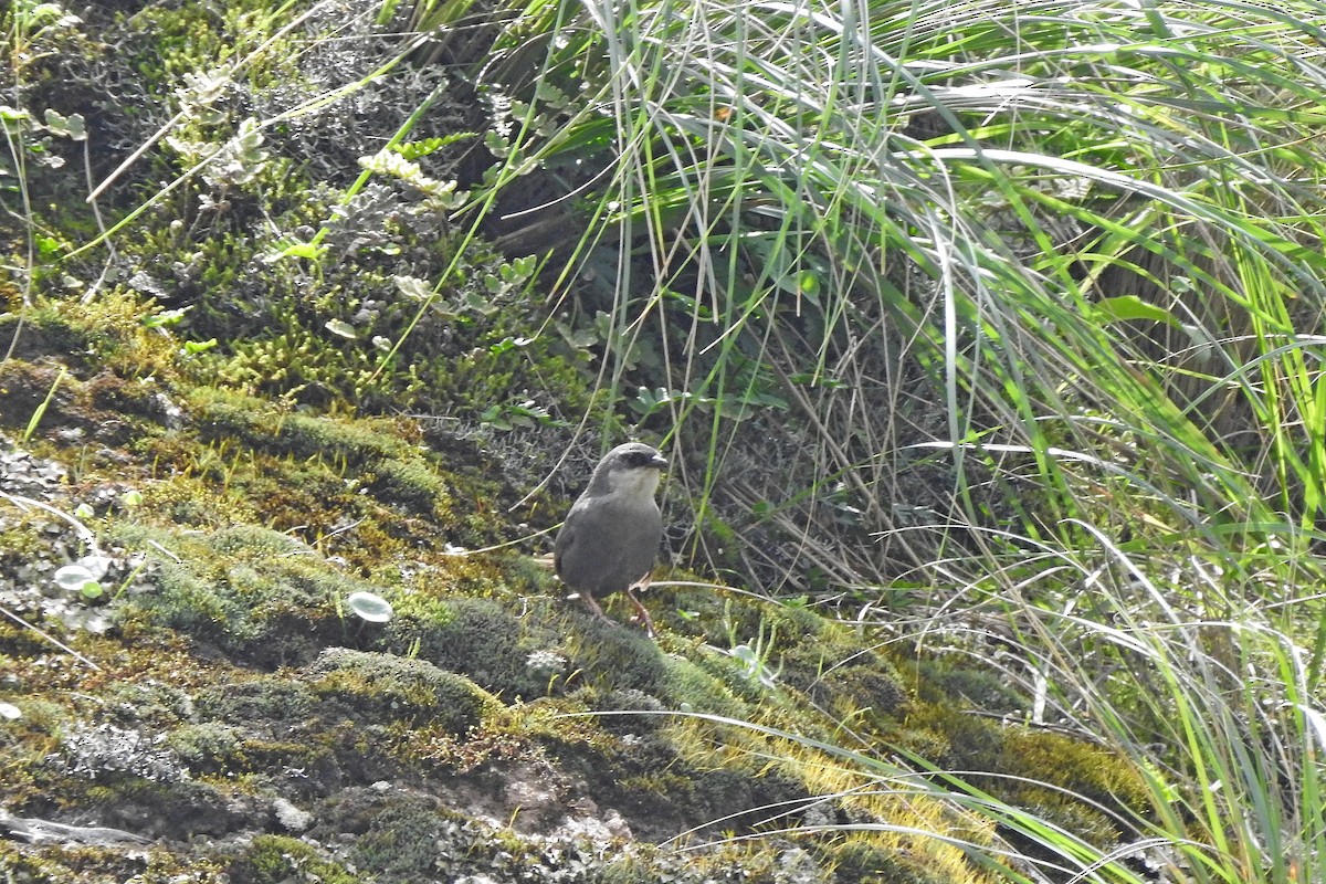 Zimmer's Tapaculo - ML615454284