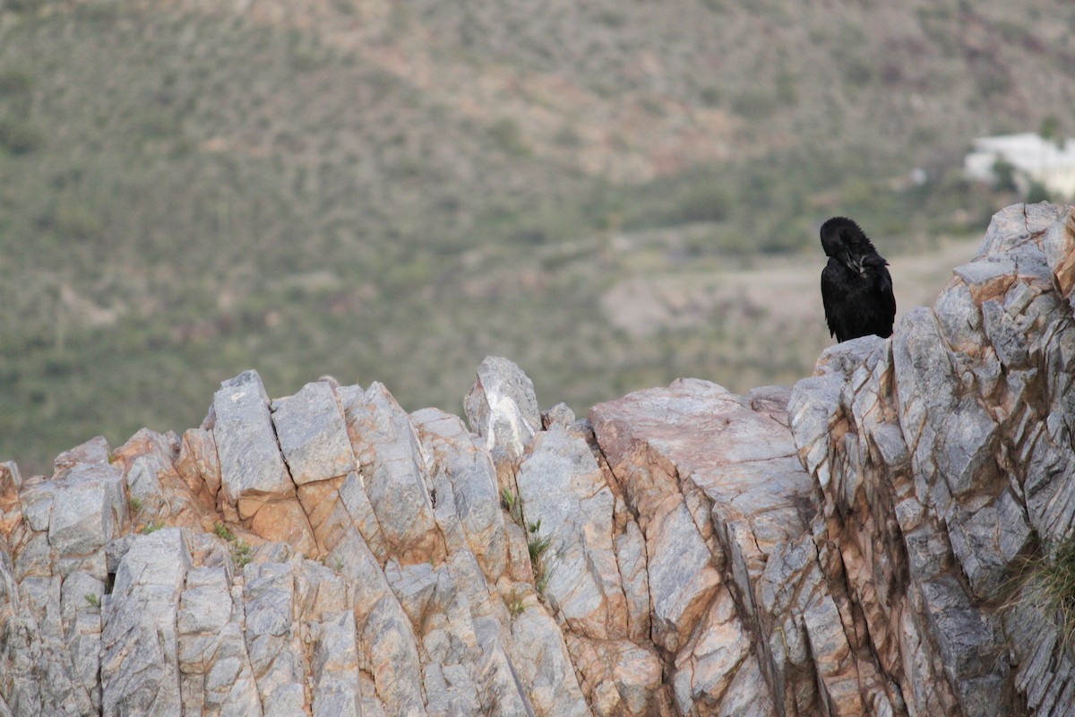 Common Raven - Shawn Miller