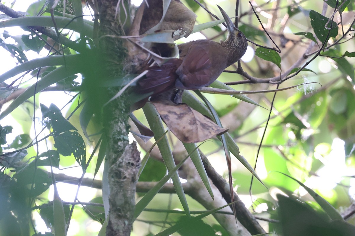 Strong-billed Woodcreeper (Andean/Northern) - ML615454356