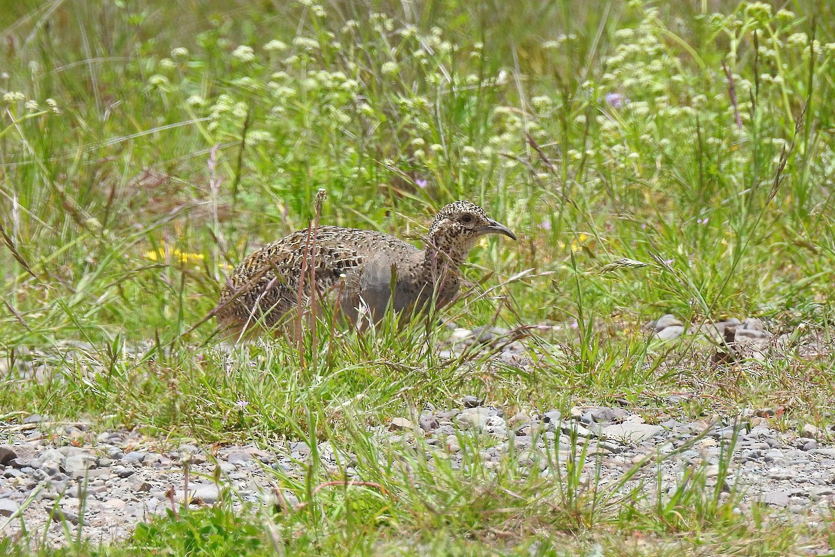 Ornate Tinamou - Chi-Lien (綺蓮) Hsueh (薛)