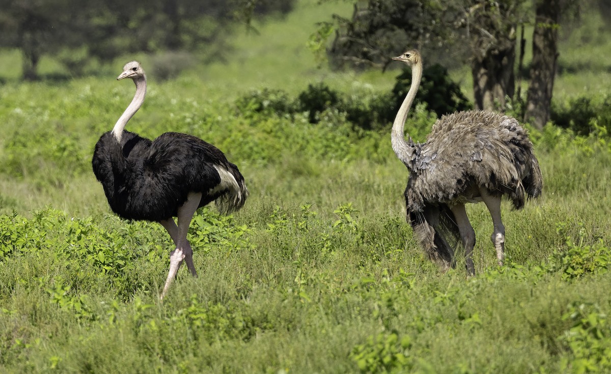 Common Ostrich - Julie Morgan