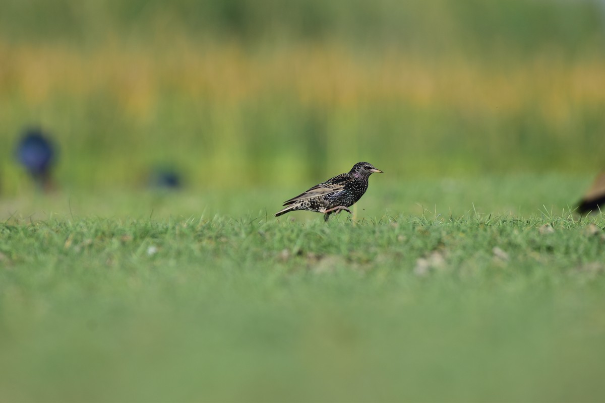 European Starling - Chetu Sitapara