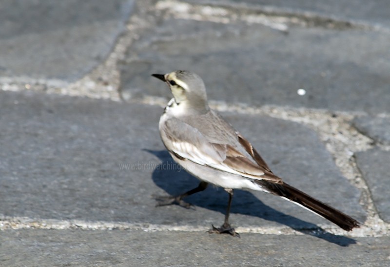 Japanese Wagtail - ML615454418