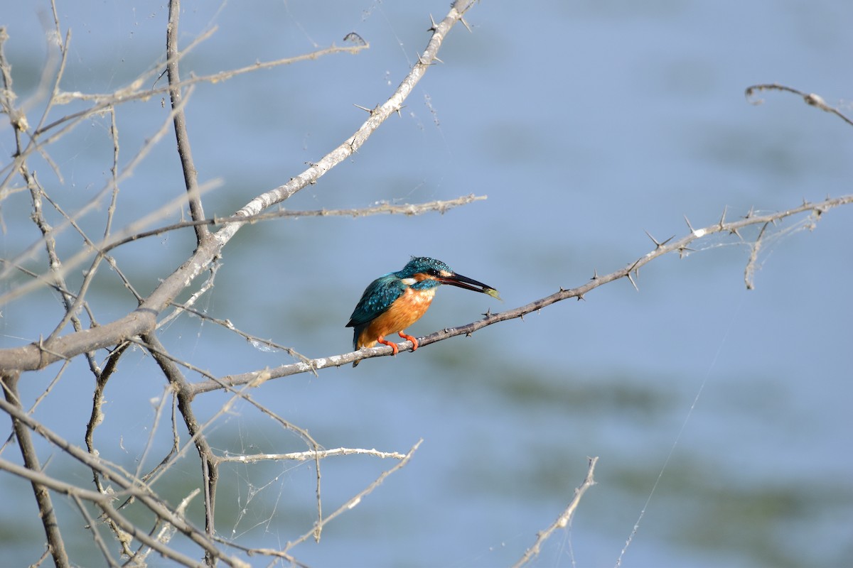 Common Kingfisher - Chetu Sitapara