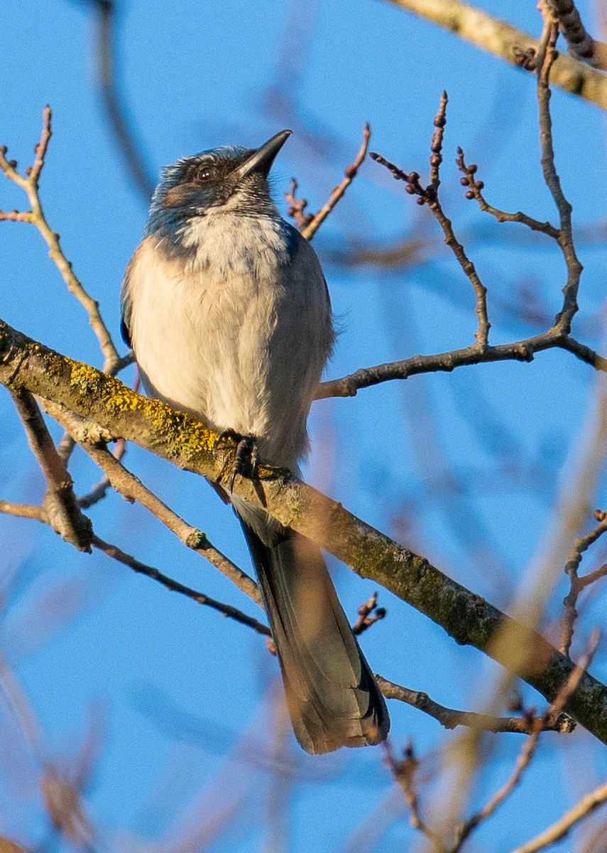 California Scrub-Jay - ML615454515