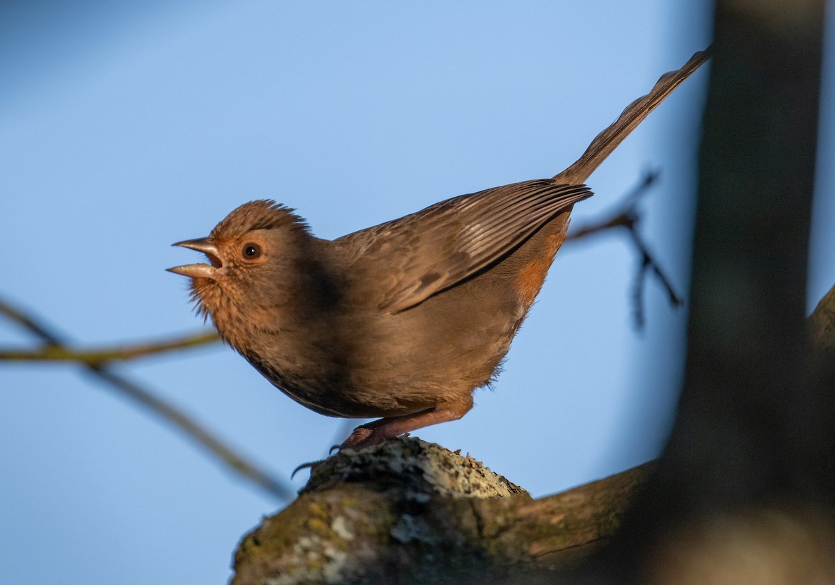 California Towhee - ML615454522