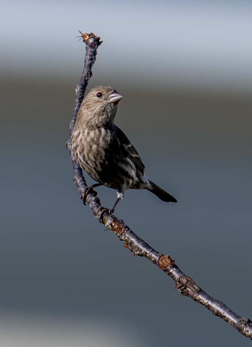 House Finch - ML615454524