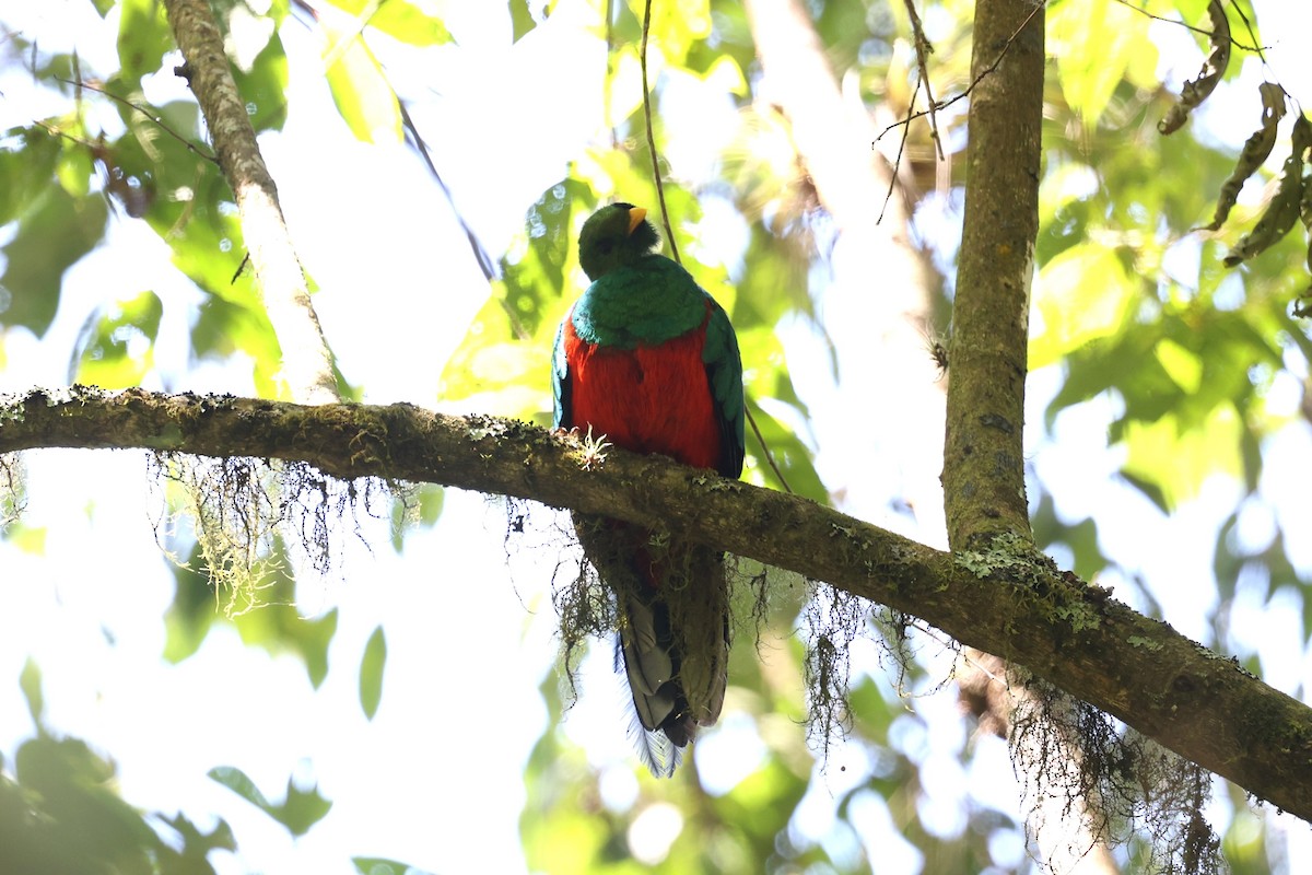 White-tipped Quetzal - ML615454547