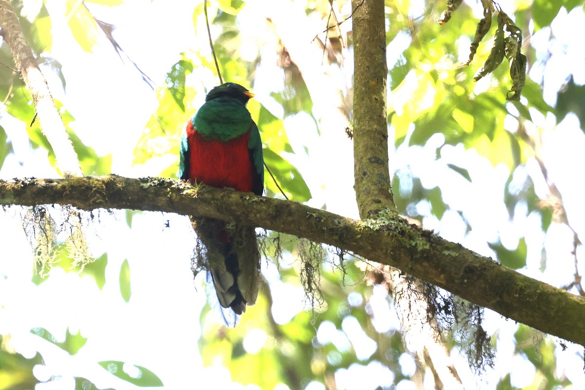 White-tipped Quetzal - ML615454558