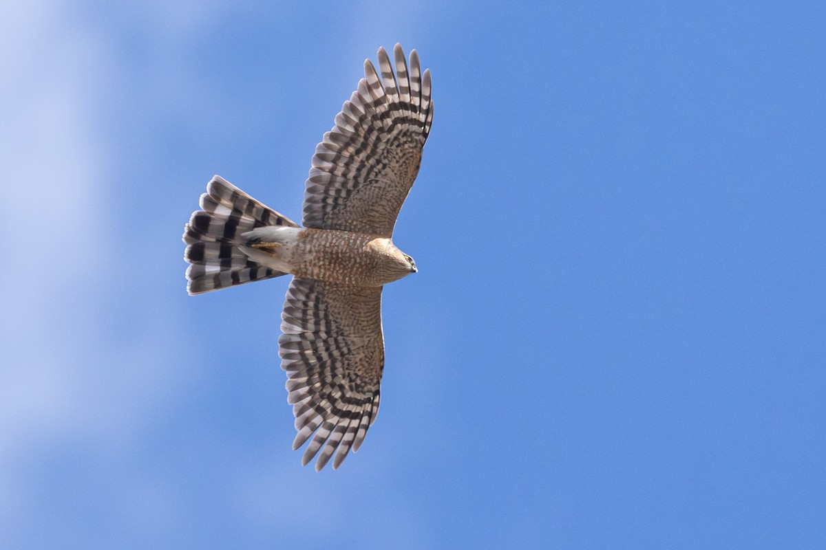 Sharp-shinned Hawk - Scott France