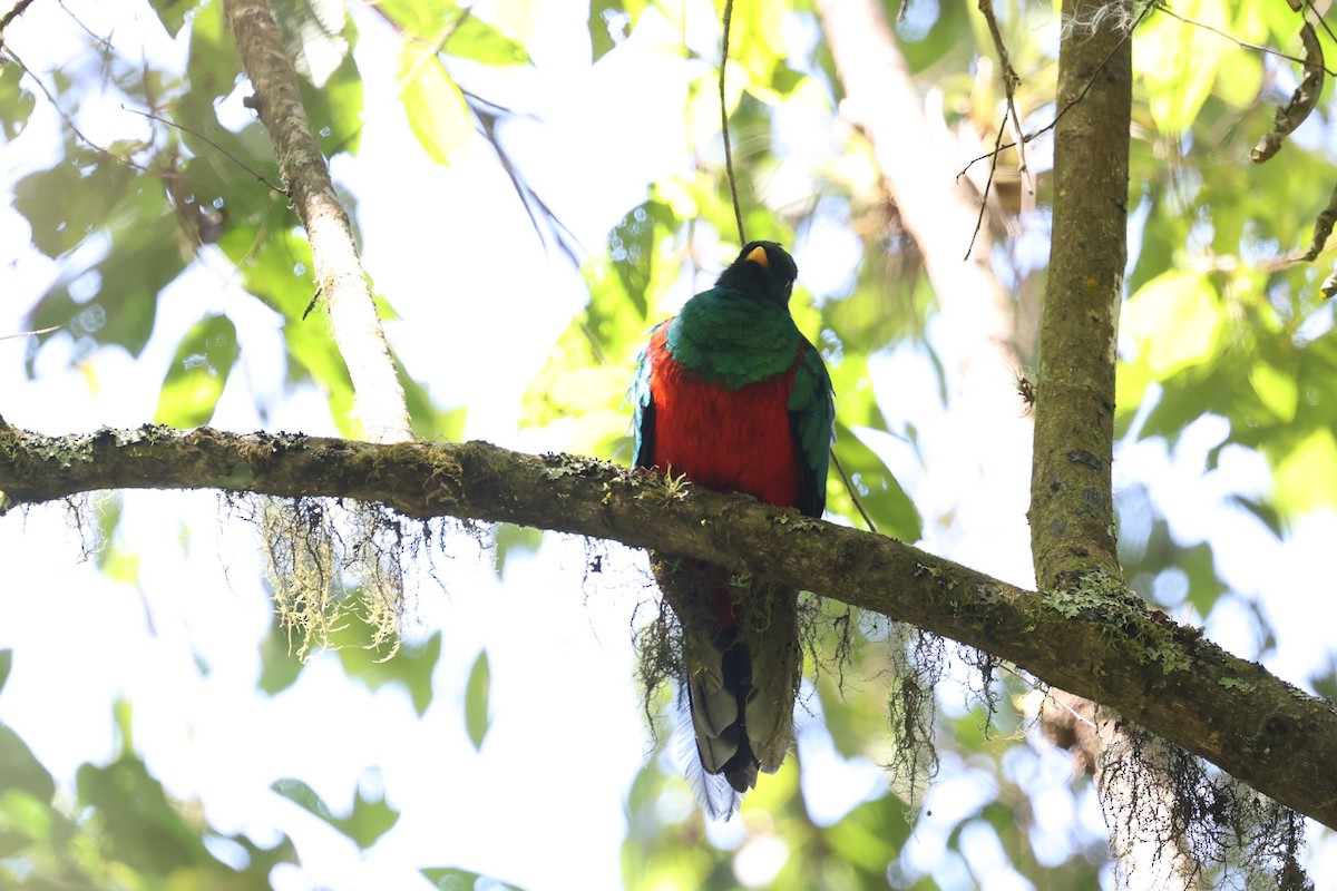 White-tipped Quetzal - ML615454563