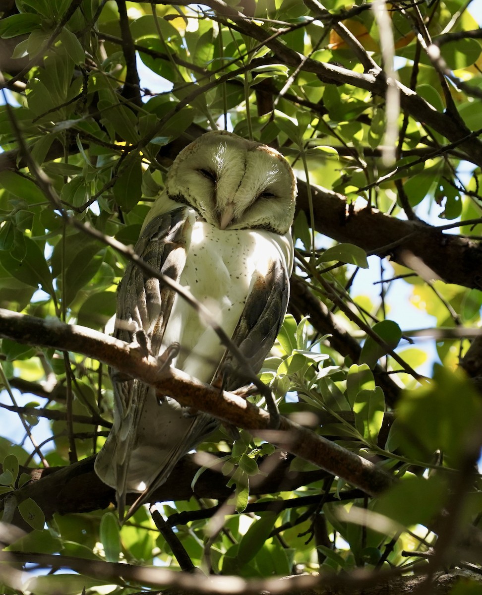 Barn Owl (African) - ML615454629