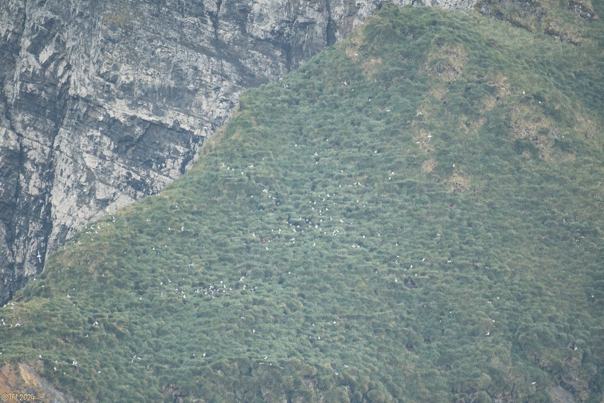 Gray-headed Albatross - ML615454699