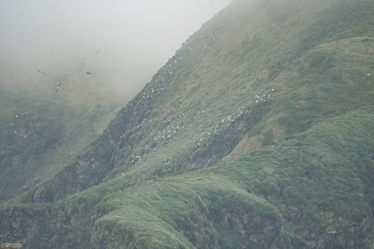 Gray-headed Albatross - ML615454704