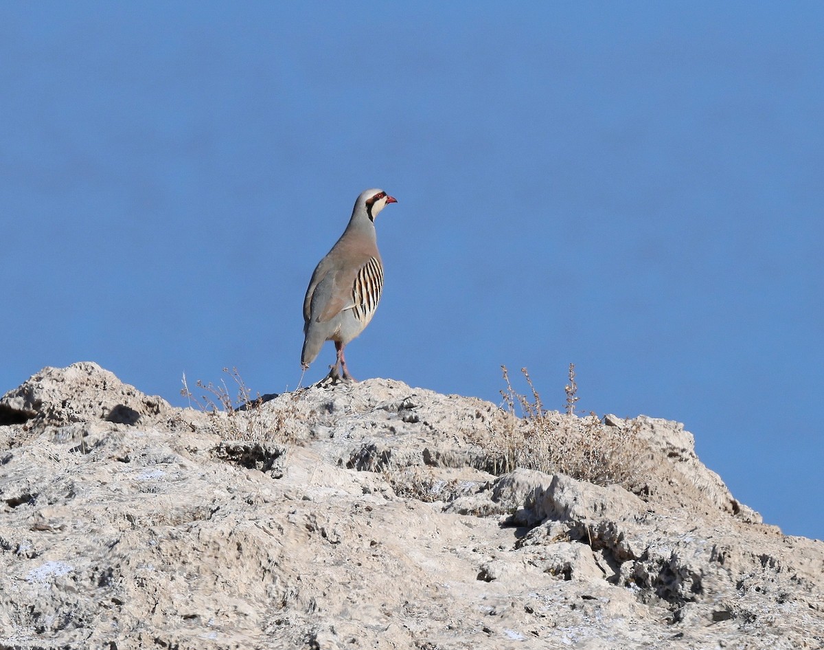 Chukar - ML615454709