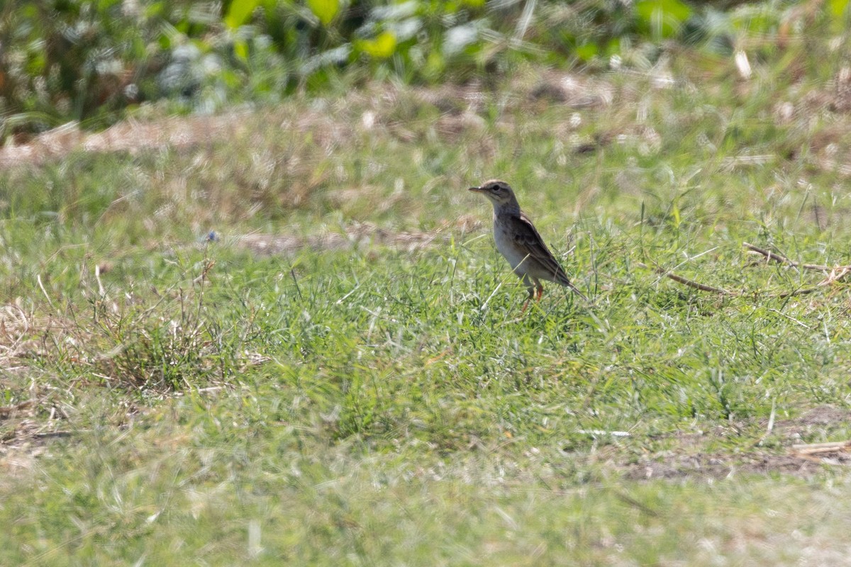 Paddyfield Pipit - Harald Dahlby