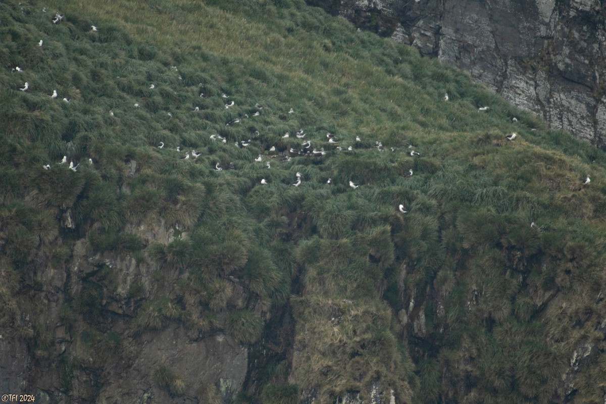 Black-browed Albatross - ML615454719