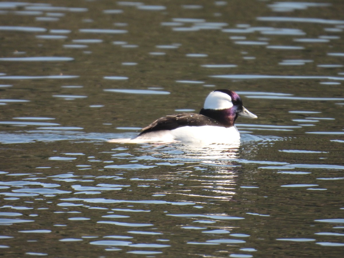 Bufflehead - Juan Ramírez