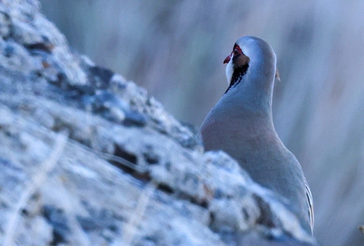 Chukar - ML615454731