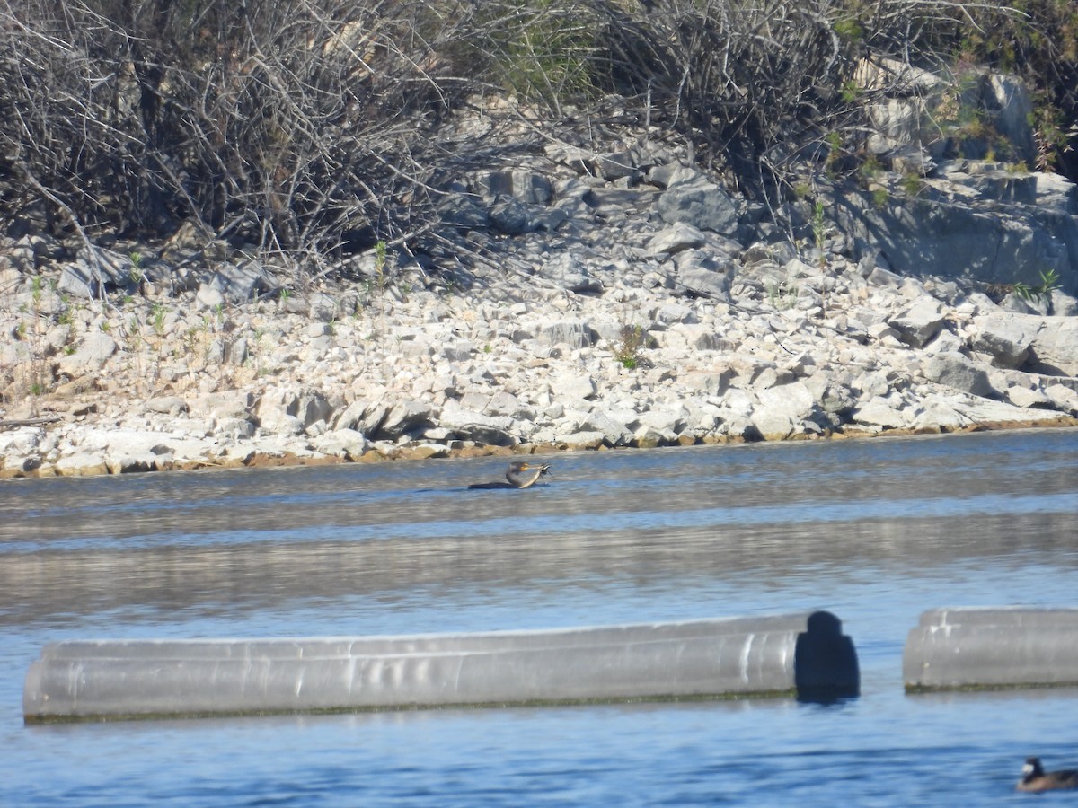 Double-crested Cormorant - Juan Ramírez