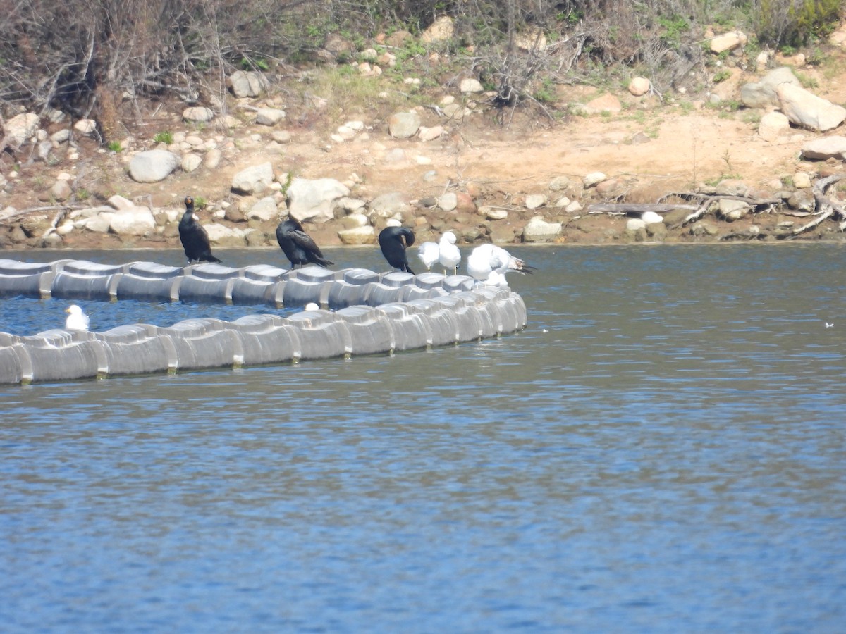 Double-crested Cormorant - Juan Ramírez