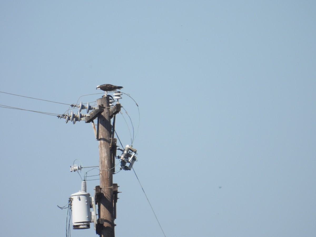 Osprey - Juan Ramírez