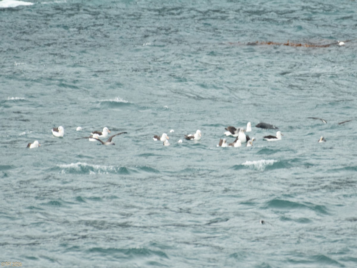 Black-browed Albatross - ML615454750