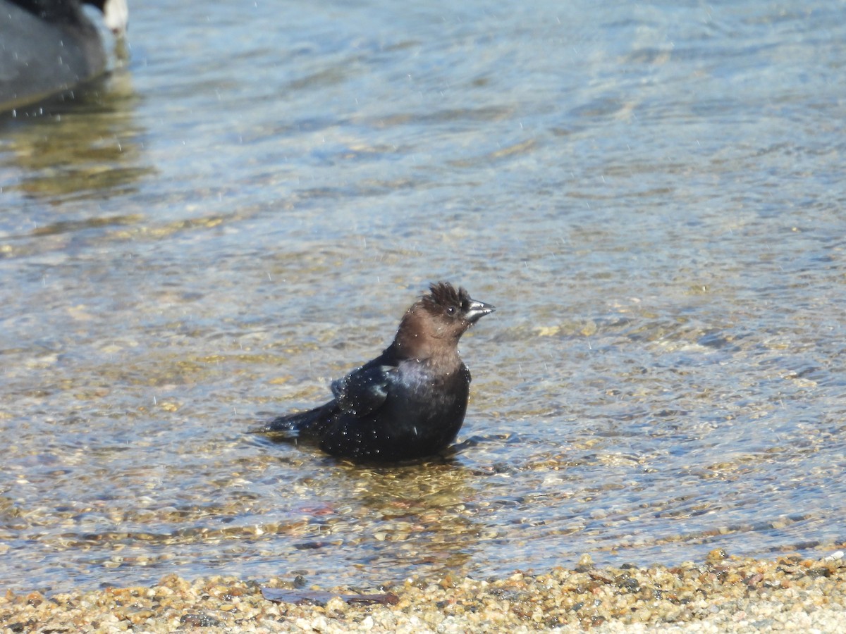 Brown-headed Cowbird - ML615454751