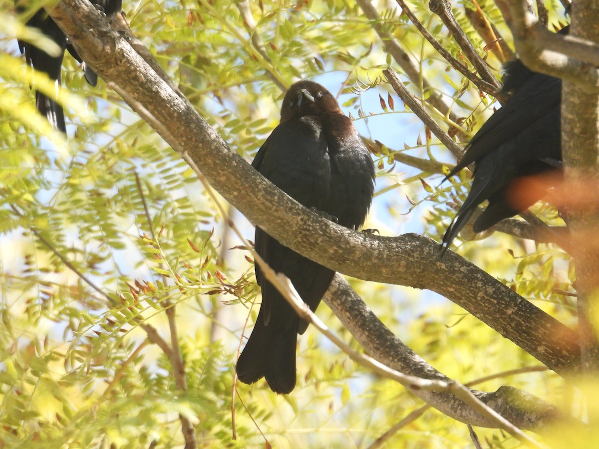 Brown-headed Cowbird - ML615454758