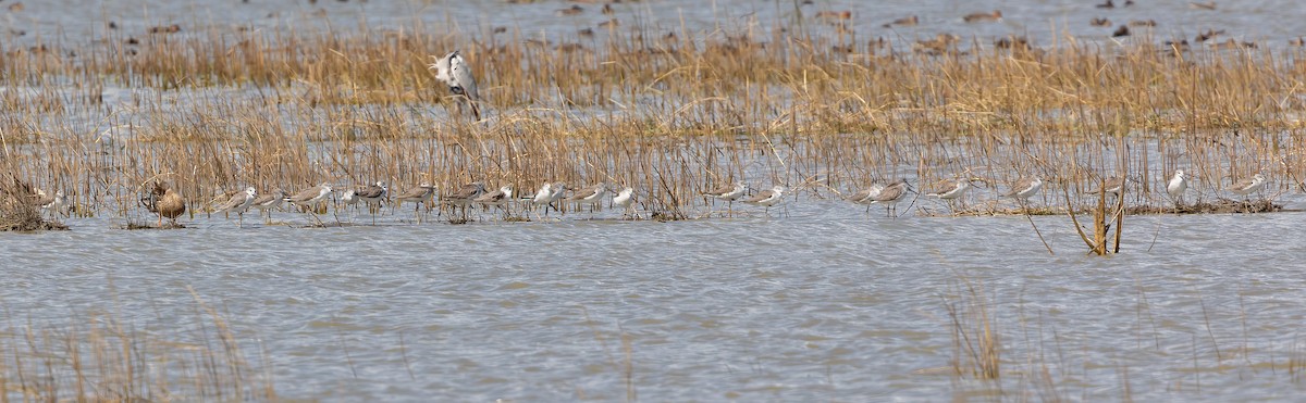 Common Greenshank - Harald Dahlby