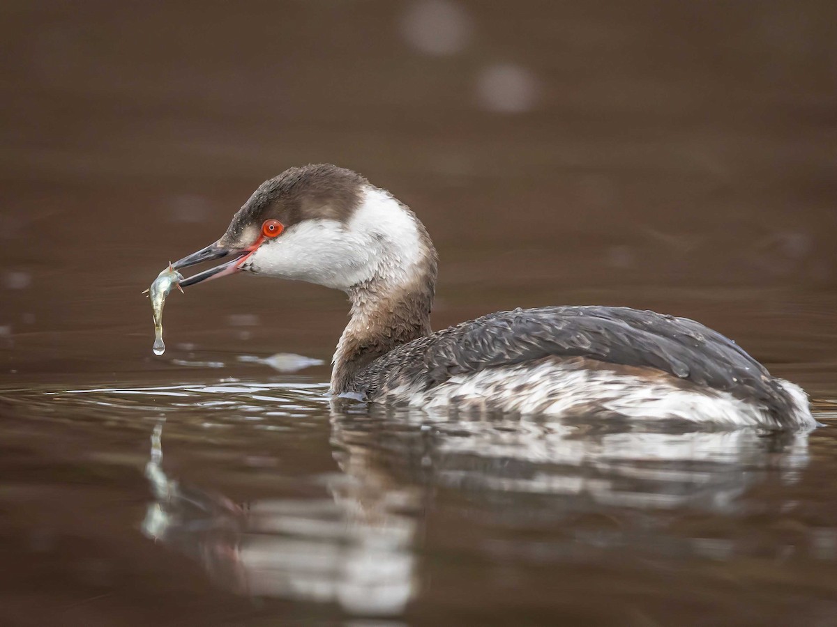 Horned Grebe - ML615454852