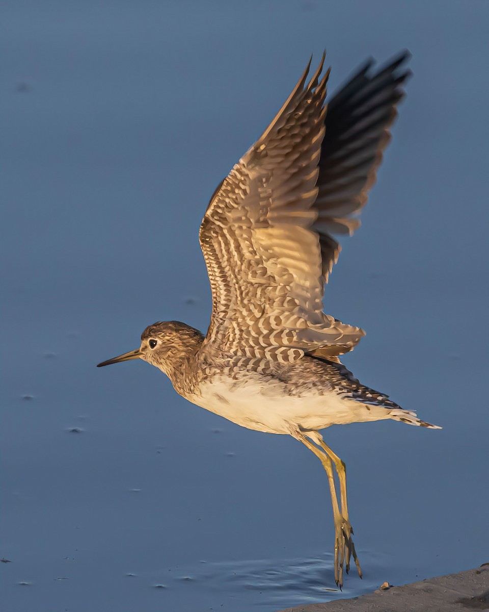 Solitary Sandpiper - ML615454854