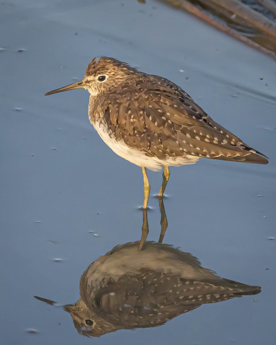 vodouš samotářský - ML615454855