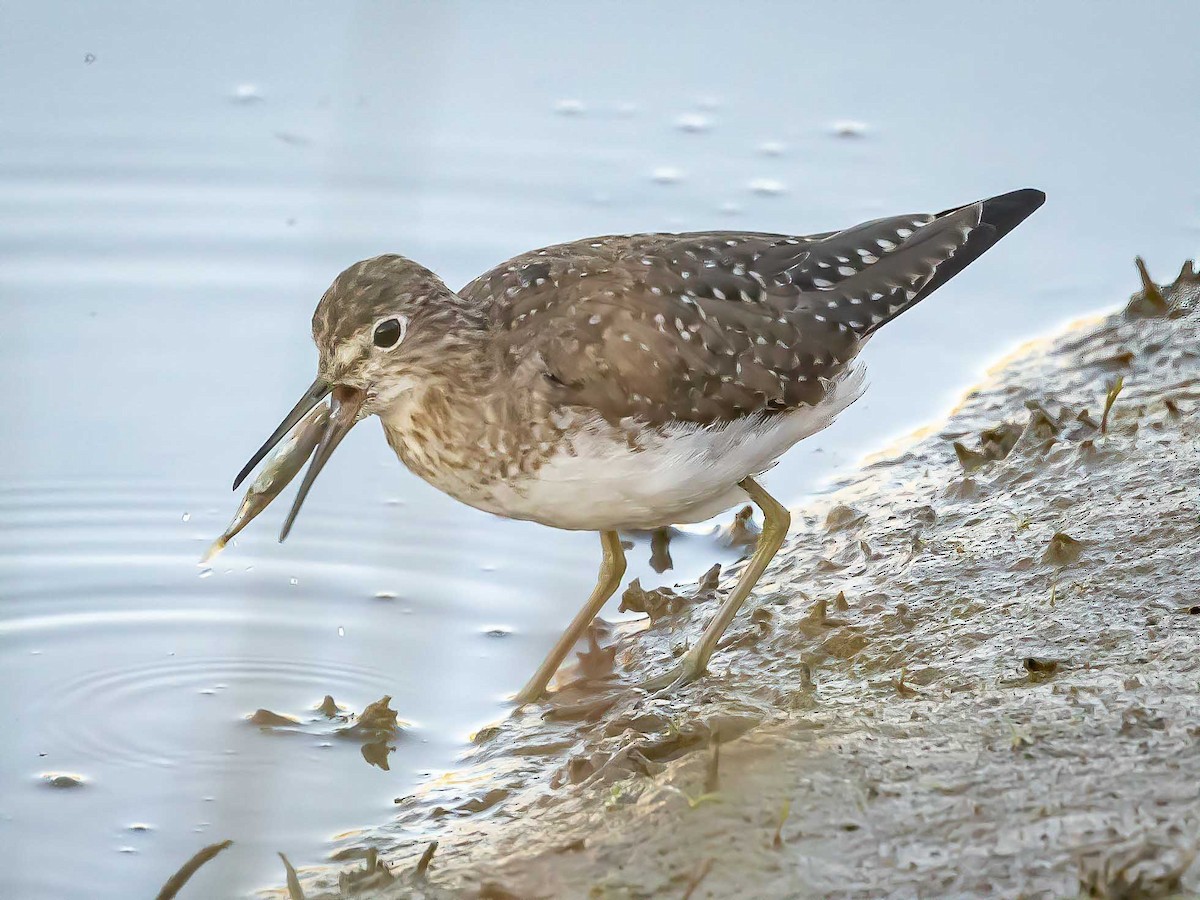 vodouš samotářský - ML615454856