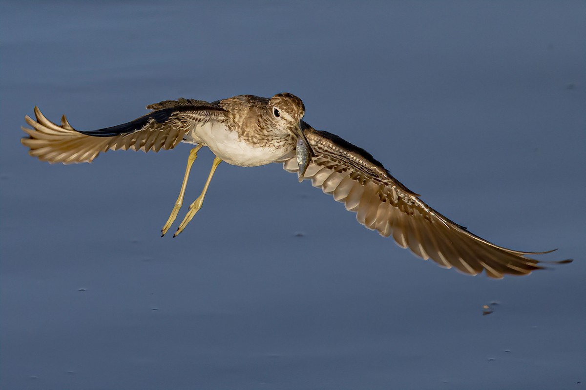 Solitary Sandpiper - ML615454857