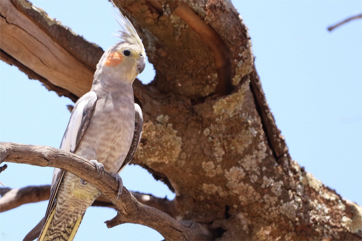 Cockatiel - ML615454914