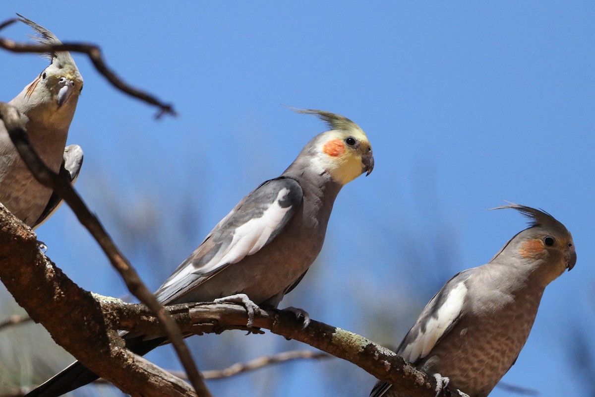 Cacatúa Ninfa - ML615454915