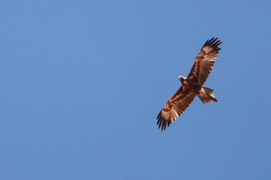 Águila Audaz - ML615454929