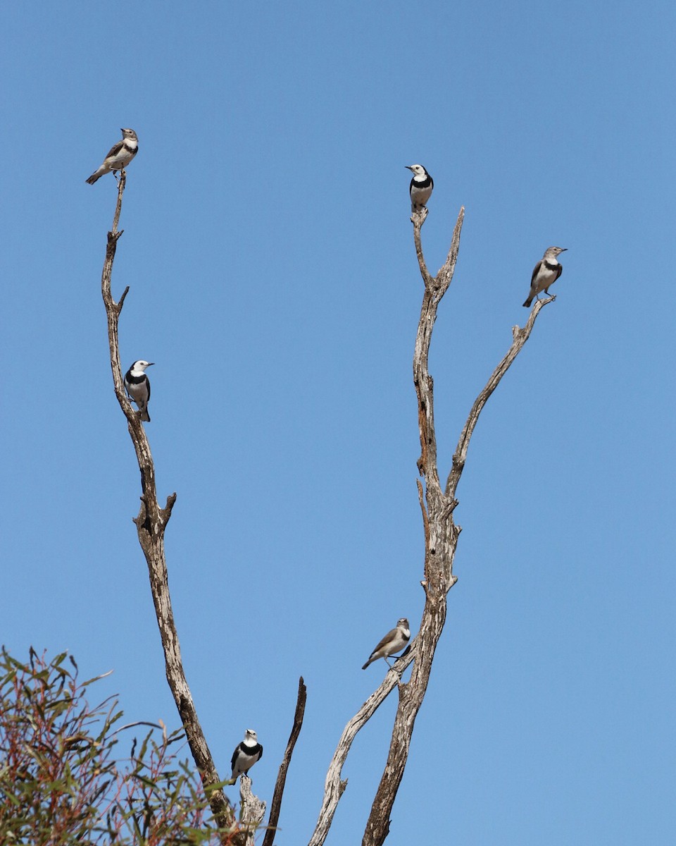 White-fronted Chat - ML615454935